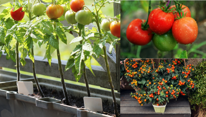 5 dicas para cultivar tomates em vasos